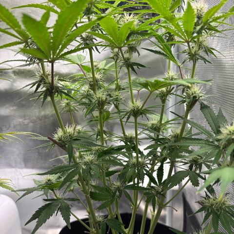 Uschi growlog timeline photo