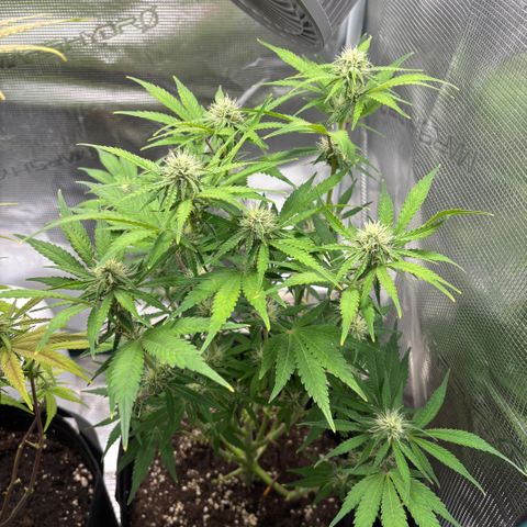 Uschi growlog timeline photo