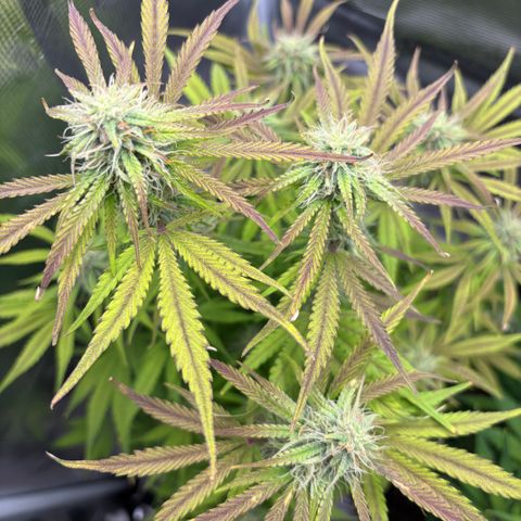 Hannelore growlog timeline photo