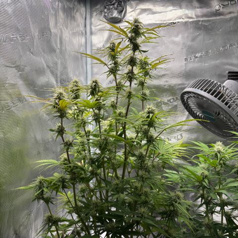 Hannelore growlog timeline photo