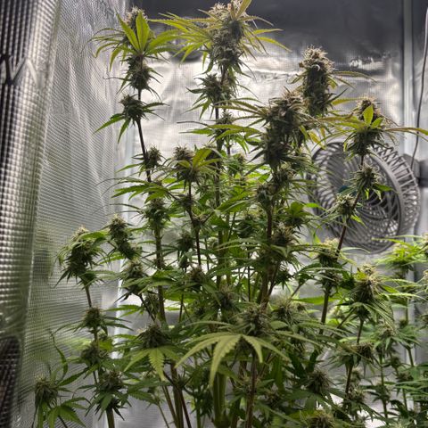 Hannelore growlog timeline photo