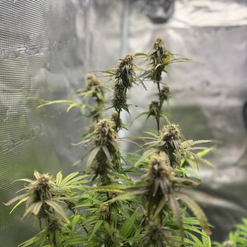 Hannelore growlog timeline photo