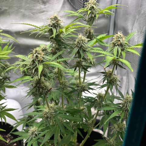 Uschi growlog timeline photo