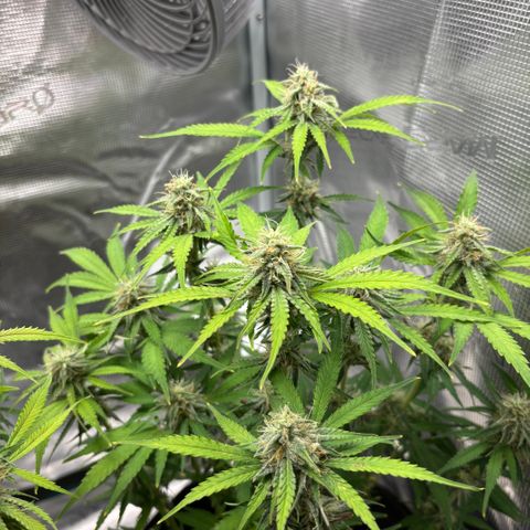Uschi growlog timeline photo