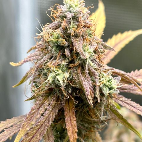 Hannelore growlog timeline photo
