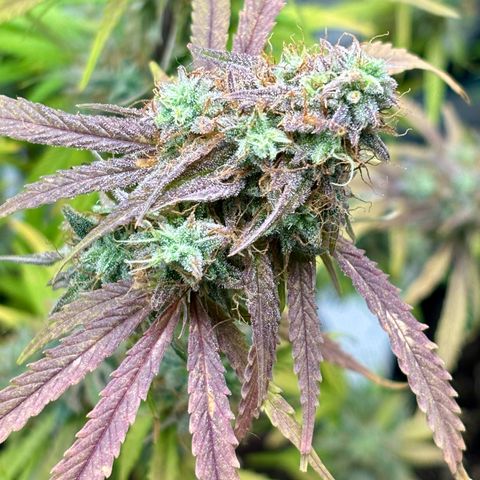 Hannelore growlog timeline photo