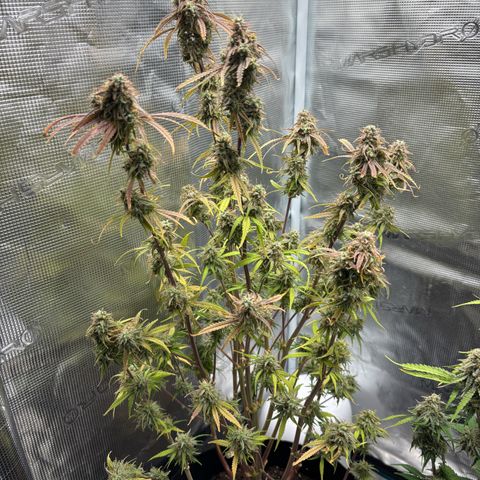 Hannelore growlog timeline photo