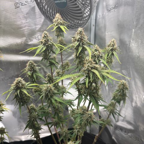 Uschi growlog timeline photo