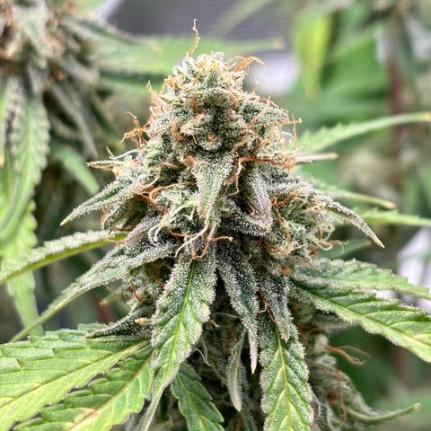 Uschi growlog timeline photo