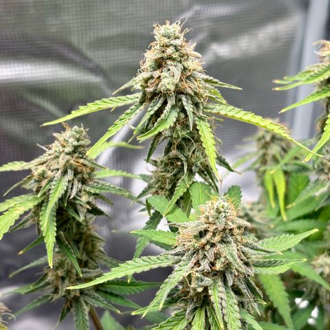 Uschi growlog timeline photo