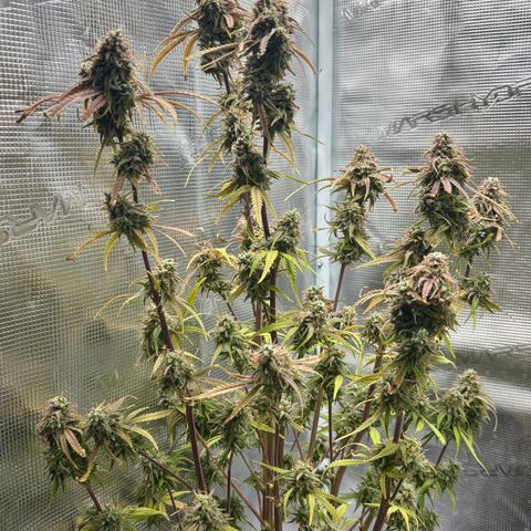 Uschi growlog photo: Last day 