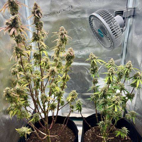 Uschi growlog photo: Last day 