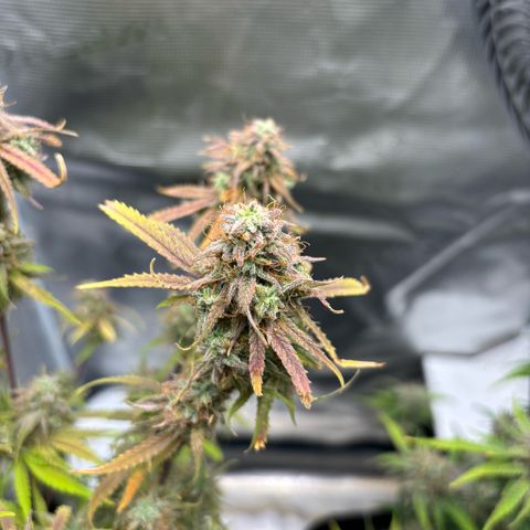 Uschi growlog photo: Last day 