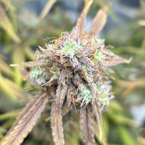 Uschi growlog photo: Last day 