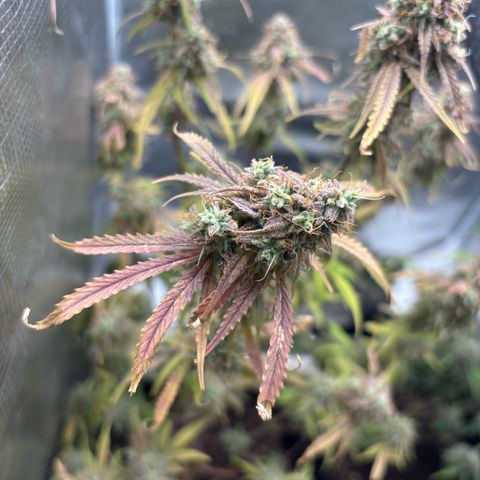 Uschi growlog photo: Last day 