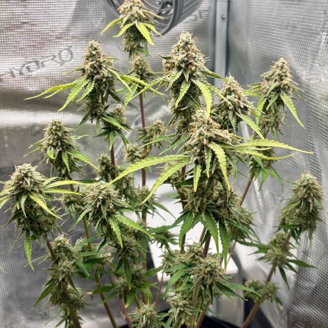 Uschi growlog photo: Last day 