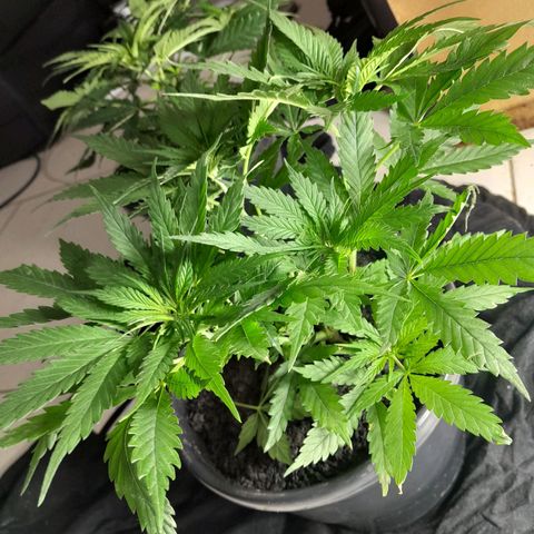Prenseed growlog photo: 1°