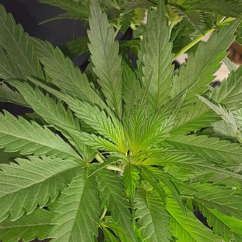 Prenseed growlog photo: 1°