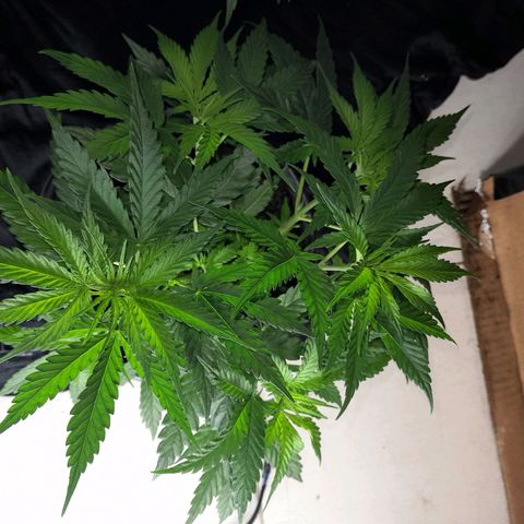 Prenseed growlog photo: 2°