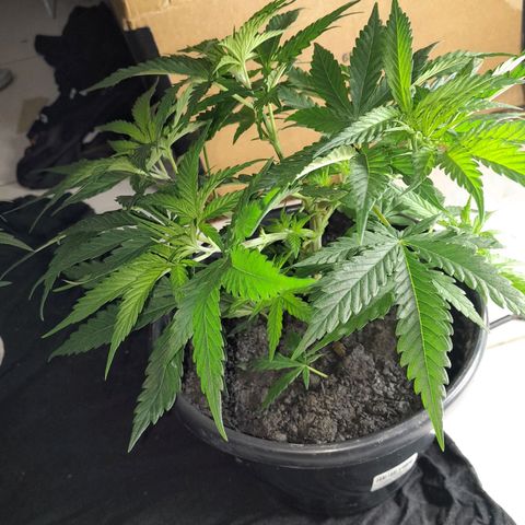 Prenseed growlog photo: 2°