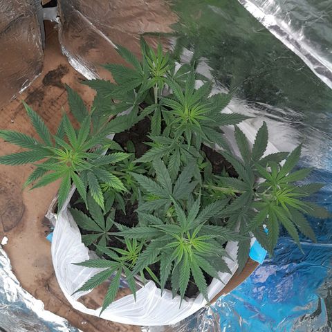 Prenseed growlog photo: 3°