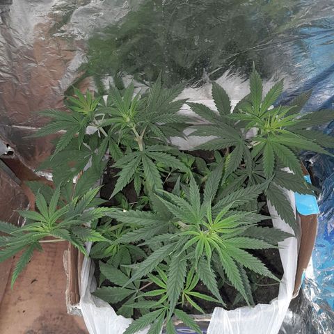 Prenseed growlog timeline photo