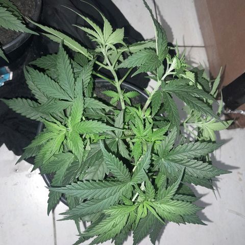 Prenseed growlog photo: Crooping 5 horas antes de apagar as luzes 
