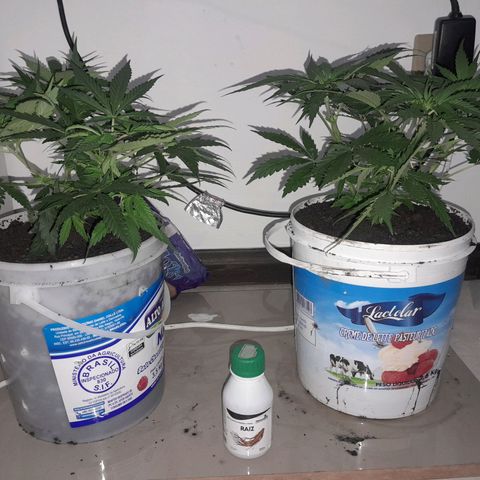 Prenseed growlog timeline photo