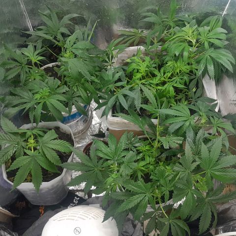Prenseed growlog photo: Retirado folhas e feito poderem nas canelas 