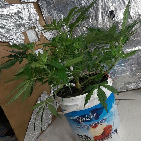 Prenseed growlog photo: 1° planta 