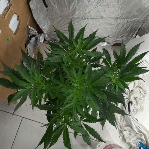 Prenseed growlog photo: 1° planta 