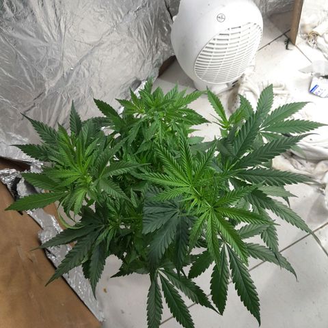 Prenseed growlog photo: Planta 2