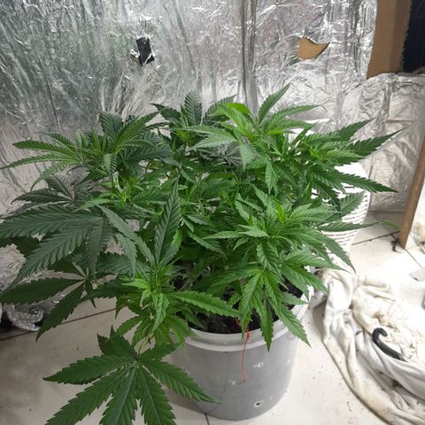 Prenseed growlog photo: Planta 2