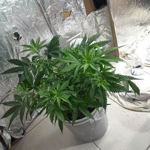 Prenseed growlog photo: Planta 2