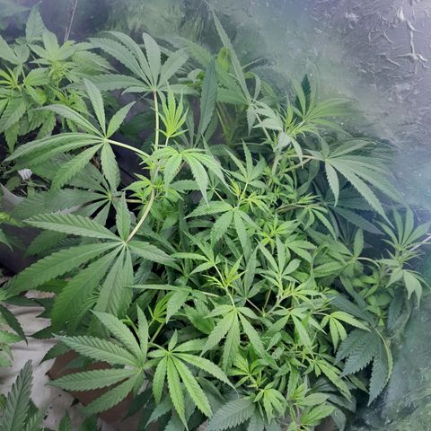 Prenseed growlog photo: 3 planta 