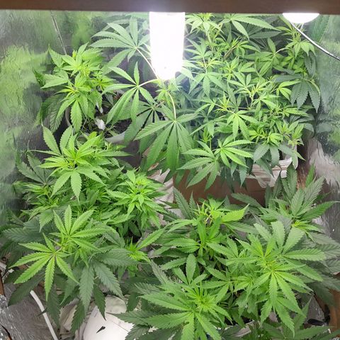 Prenseed growlog photo: 3 planta 