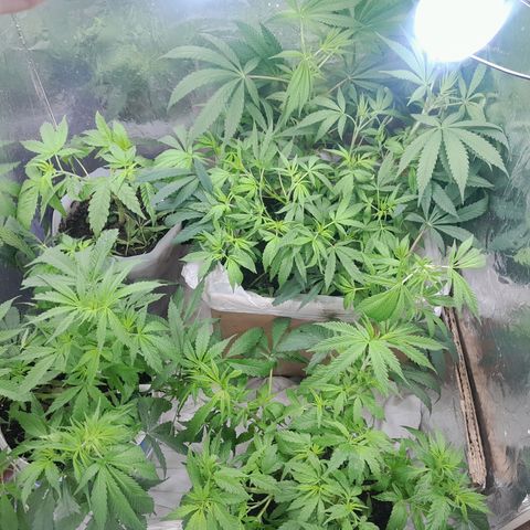 Prenseed growlog photo: Folhas retiradas 