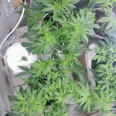 Prenseed growlog photo: Folhas retiradas 