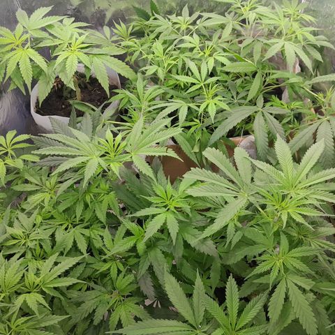 Prenseed growlog timeline photo