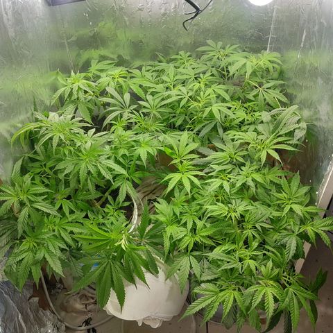 Prenseed growlog timeline photo