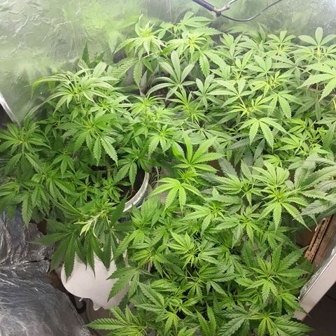 Prenseed growlog timeline photo