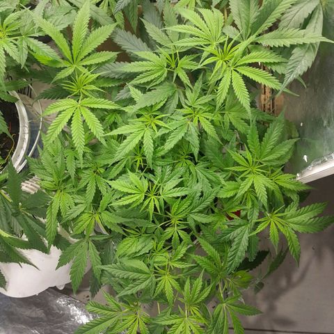 Prenseed growlog timeline photo