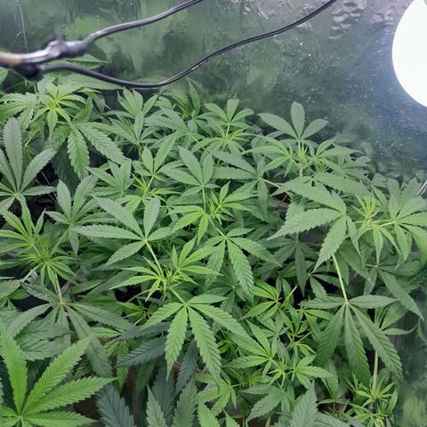 Prenseed growlog timeline photo