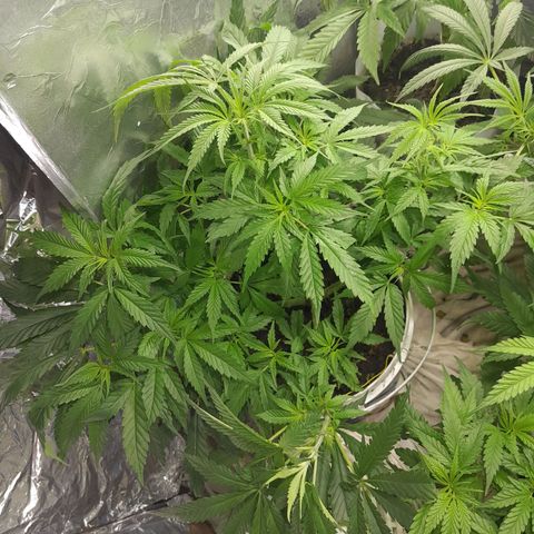 Prenseed growlog timeline photo