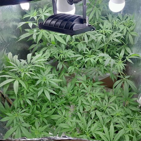 Prenseed growlog photo: Provavelmente tem uma hermafrodita vou confirmar mais tarde pois está saindo bolinhas e pestilos também 