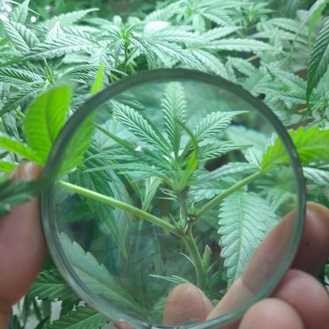 Prenseed growlog photo: Provavelmente tem uma hermafrodita vou confirmar mais tarde pois está saindo bolinhas e pestilos também 