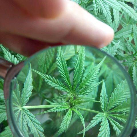 Prenseed growlog timeline photo