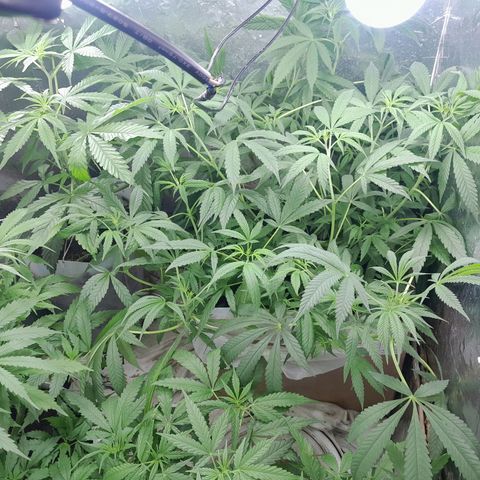 Prenseed growlog photo: Provavelmente tem uma hermafrodita vou confirmar mais tarde pois está saindo bolinhas e pestilos também 