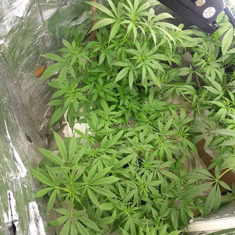 Prenseed growlog photo: Provavelmente tem uma hermafrodita vou confirmar mais tarde pois está saindo bolinhas e pestilos também 