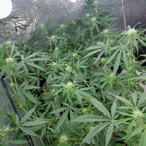 Prenseed growlog timeline photo